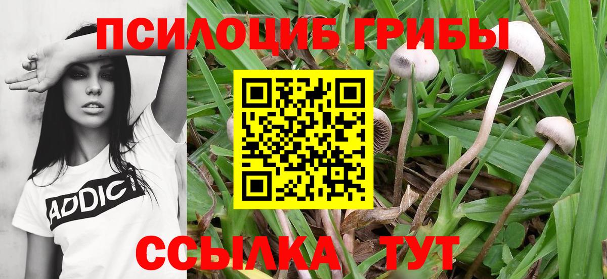 Шумерля  где можно купить наркотик  Вход с VPN  Псилоцибиновые грибы прущие грибы 